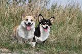 CORGI PEMBROKE 254